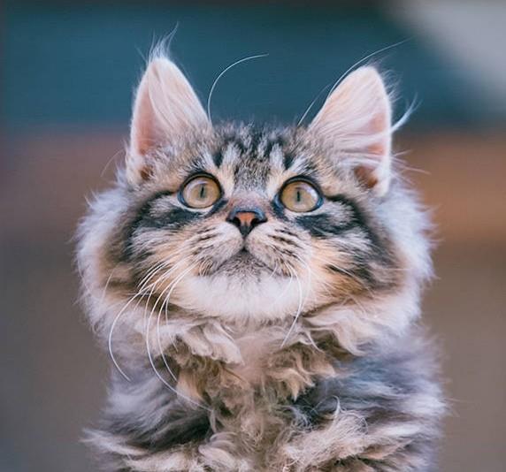 尸蚌